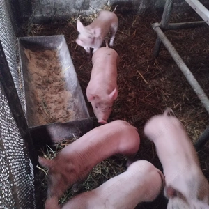 vind purcei de carne - imagine 4