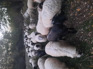 Vind 60 oi si 15 capre  - imagine 3