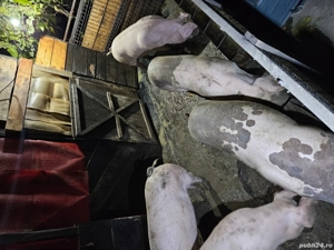 vand porci 100 - 150 kg pret 14 lei kg - imagine 4