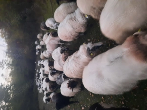 Vind 60 oi si 15 capre  - imagine 4