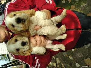 vand căței coker spaniel  - imagine 2