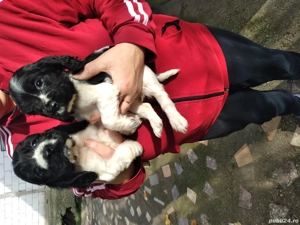 vand căței coker spaniel  - imagine 3