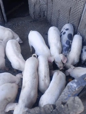 De vanzare porci pentru Crăciun și purcei     - imagine 3