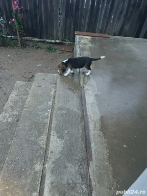 Vand 1 cațelușa beagle tricolor. - imagine 3