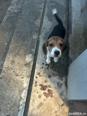 Vand 1 cațelușa beagle tricolor. - imagine 4