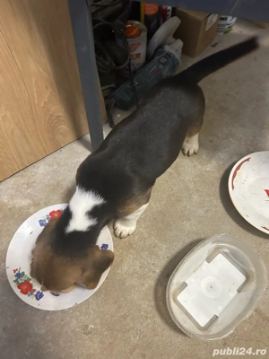 Vand 1 cațelușa beagle tricolor. - imagine 2