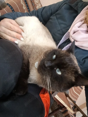 Puiuț siameza fetiță  - imagine 3