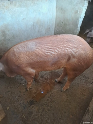 Duroc pt.sacrificat - imagine 2