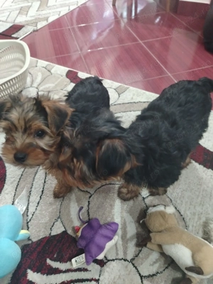 De vânzare căței York  - imagine 4