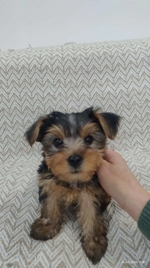 De vânzare caței York shire terrier  - imagine 2
