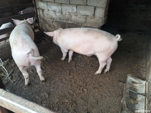 porci de carne 110 kg