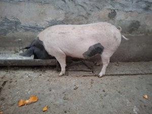 De vânzare 16 lei kg 