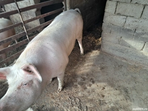 purcea de carne 250 kg