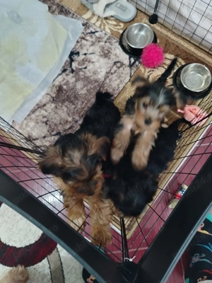 De vânzare căței York  - imagine 2