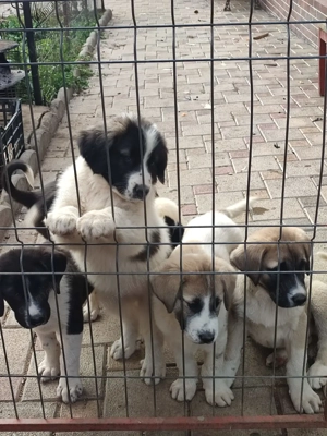 DONEZ 2 căței Ciobănești de Asia Centrală - imagine 3