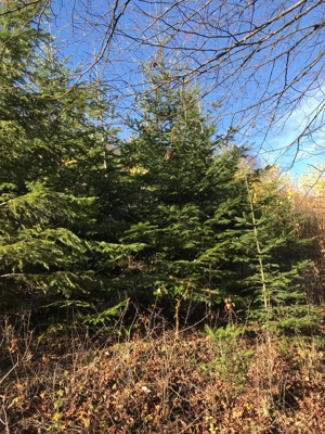 Brad brazi pom pomi de Craciun de vanzare en-gros