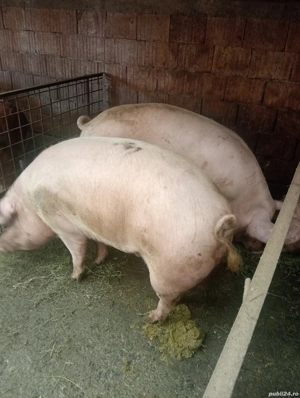 Porci de vânzare pentru Crăciun  - imagine 2