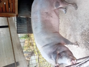 tai porc si vand la sfert  jumatate sau intreg - imagine 2