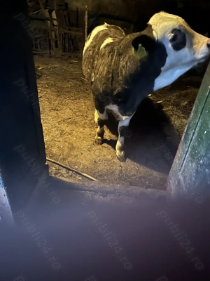 Vitel de vanzare - imagine 2