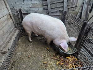 Vând unul din cei doi porci - imagine 2