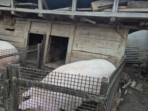 Vând unul din cei doi porci - imagine 3