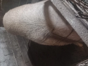 Vind Porci - imagine 4