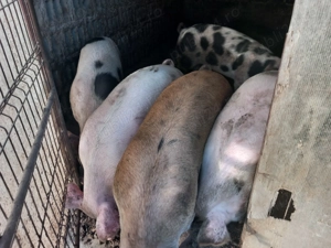 Porci de vanzare  - imagine 3