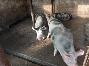 Porci de vanzare  - imagine 5