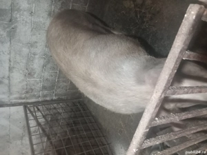 Vind Porci - imagine 2