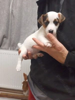 Catei de vanzare jack russell Jack russel terrier in bucaresti 