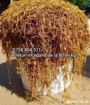 Firicel la doar 80 lei kg