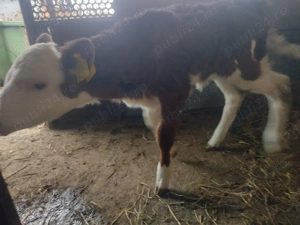 Vitea baltata romaneasca