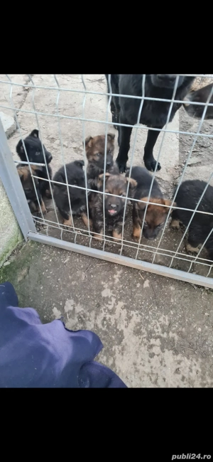 Pui lup ciobanesc German 