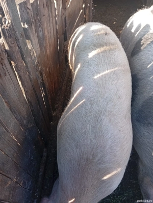 De vânzare purcea  - imagine 2