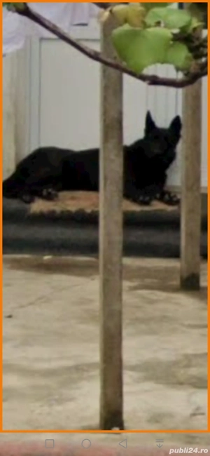 Pui lup ciobanesc German  - imagine 2