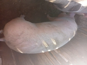 De vânzare purcea  - imagine 3