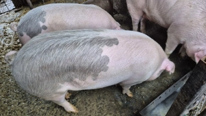 De vanzare - imagine 2