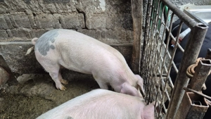 De vanzare - imagine 4