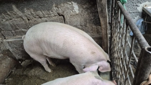 De vanzare - imagine 3