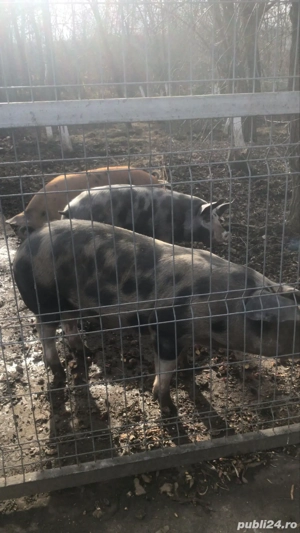 Vând porci rasa Duroc și Pietrain! Crescuți bio și în spațiu mare! Cu posibilitate de sacrificare!