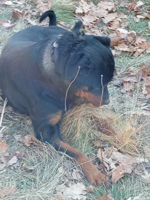 Vând femelă rottweiler 