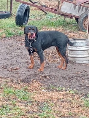 Vând femelă rottweiler  - imagine 3