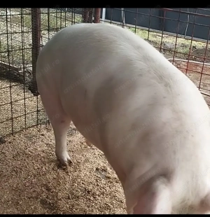 Porci de vanzare  - imagine 4