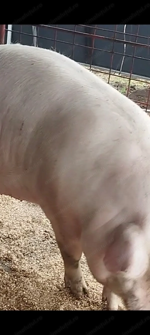 Porci de vanzare  - imagine 3