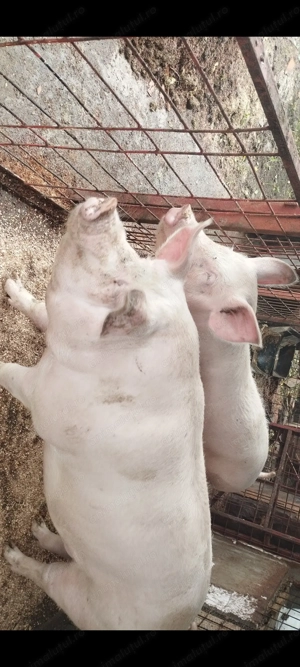 Porci de vanzare  - imagine 5
