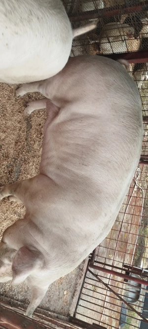 Porci de vanzare  - imagine 2