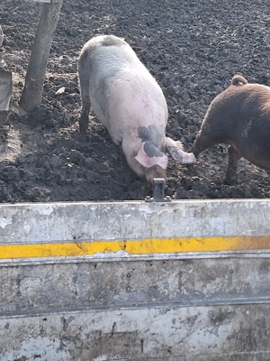 Porc si purcei - imagine 2