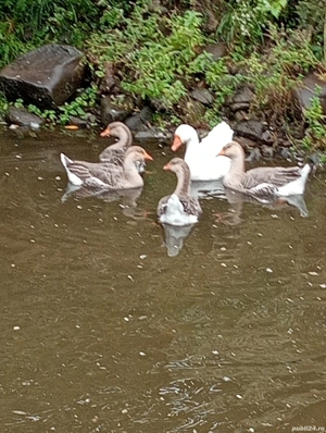 Vând păsări gâște rațe găini 