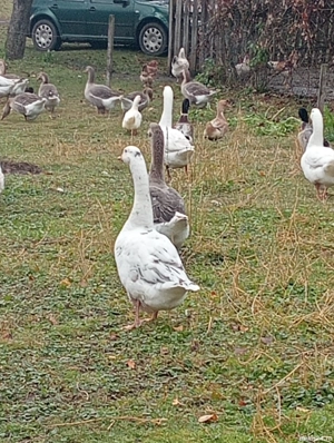 Vând păsări gâște rațe găini  - imagine 5