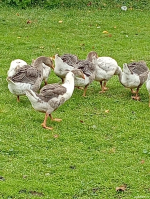 Vând păsări gâște rațe găini  - imagine 2